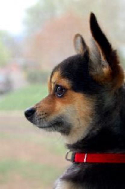 Dog guard Pets dog about Recreation Alaskan Malamute